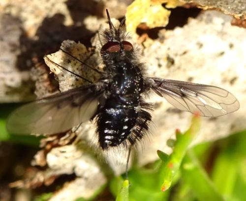 Réf. 357 868 : Bombylella atra